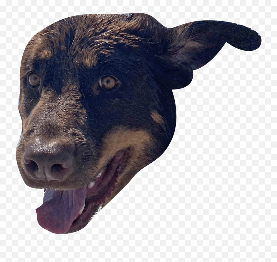 The Ceros Pet Calendar 2021 Digital Edition - Ceros Inspire Canine Tooth Emoji,Labrador Retriever Happy Birthday Emoticon