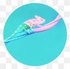 The Neuroscience - Adaptive Emoji,Chameleon Emotions Colora