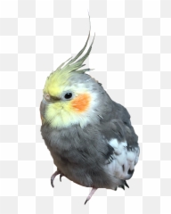 The Most Edited Emoji,Cockatoo Facebook Emoji