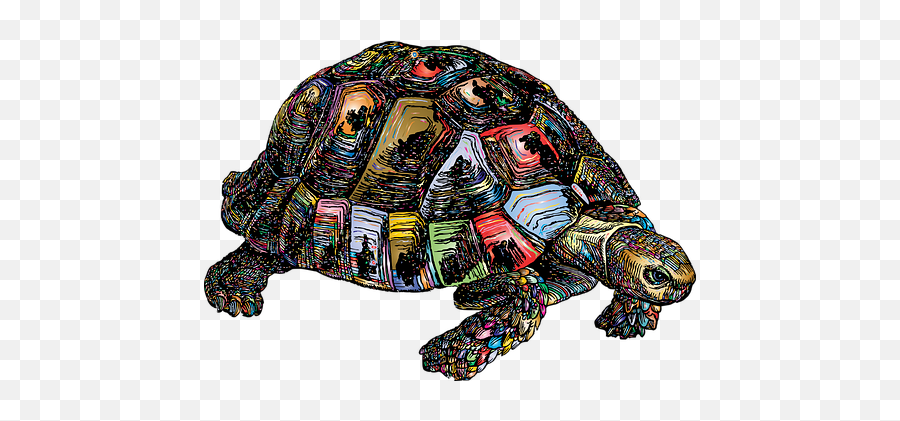 1000 Free Tortoise U0026 Turtle Images Emoji,Tortis Emoji