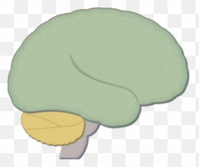 Overview Of Major Brain Structures And Functions - Big Emoji,Parts Of The Brain That Control Emotion