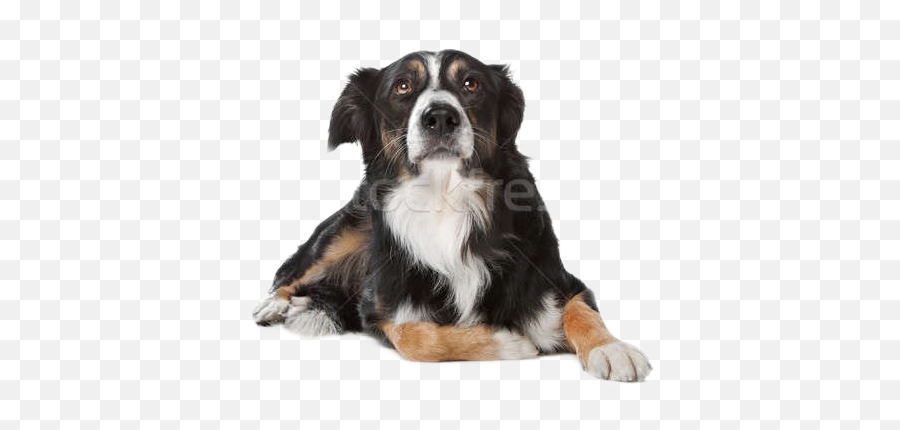 Sticker - Northern Breed Group Emoji,Bernese Mountain Dog Emoji