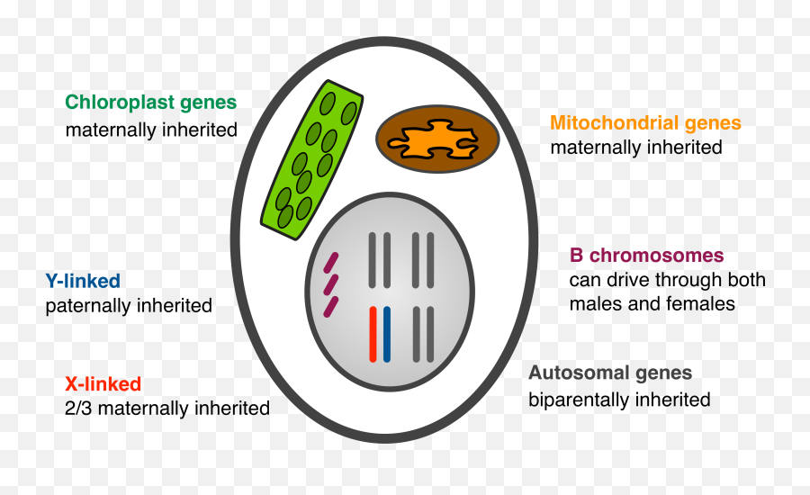 Selfish Genetic Element - Dot Emoji,030 Emoticon Meaning