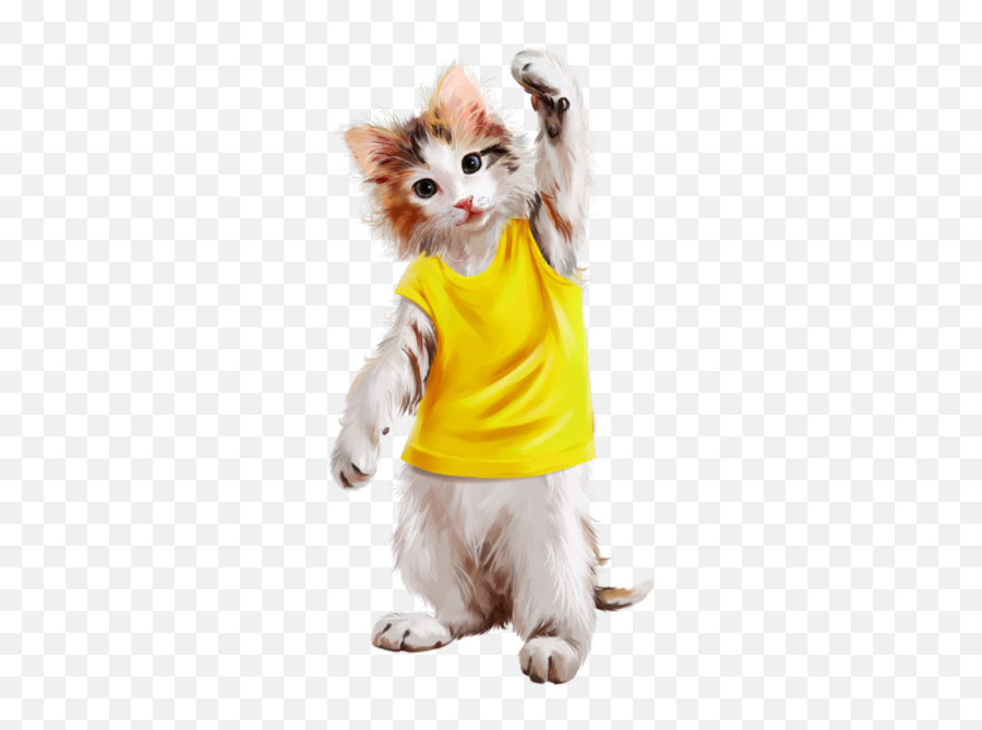 Chatons Chats Cat Gato Katze Katter - Geil Aber Gestört Wochenende Emoji,Tuxedo Cat Emoticon