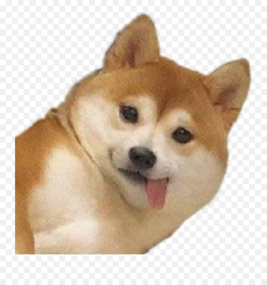 Popular And Trending Shiba Inu Stickers Picsart - Doggo Doge Emoji,Shiba Inu Emoji