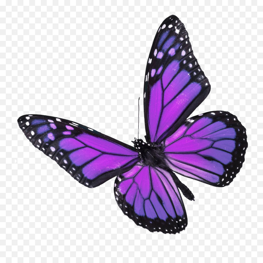 Purple Butterfly Aesthetic Icons - Novocomtop Purple And Blue Butterfly Emoji,Purple Butterfly Emojis