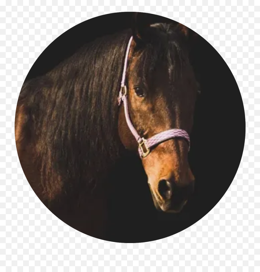 Therapy Horses - Equine Tranquility Wellness Center Halter Emoji,Equine Emotions