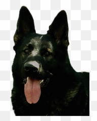 My Story - Canine Tooth Emoji,German Sheppherd Emotions Based On Ears