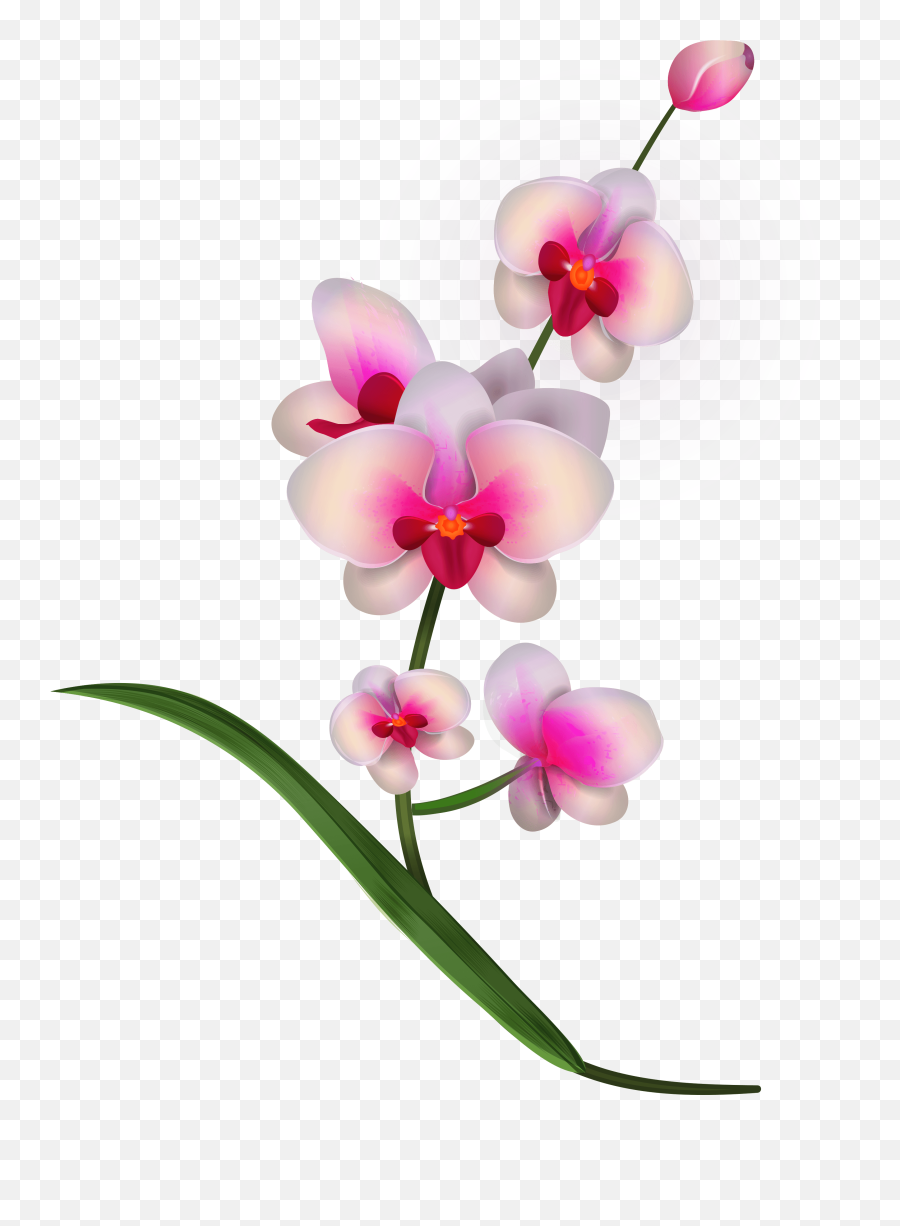Transparent Background Orchid Clip Art - Clip Art Library Emoji,Orchid Emoticon