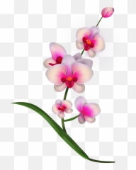 Transparent Background Orchid Clip Art - Clip Art Library Emoji,Orchid Emoticon
