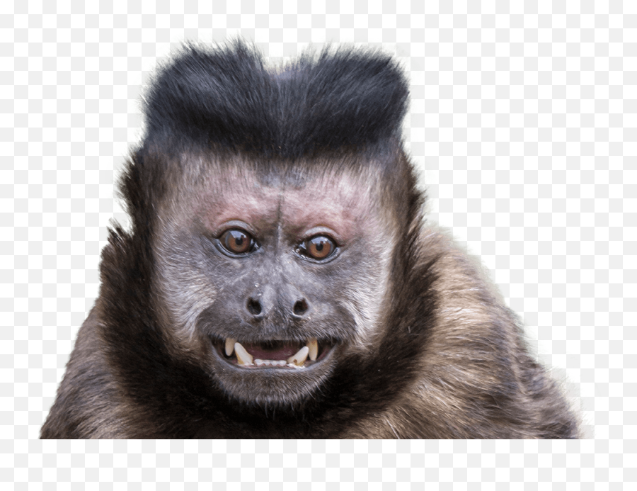 Monkey Whit Caps - Capuchin Monkey Transparent Png Emoji,Monkey Emoji Costume