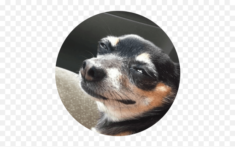 Cute Dog Stickers Whatsapp - Dog Smiling Meme Face Emoji,Bernese Mountain Dog Emoji