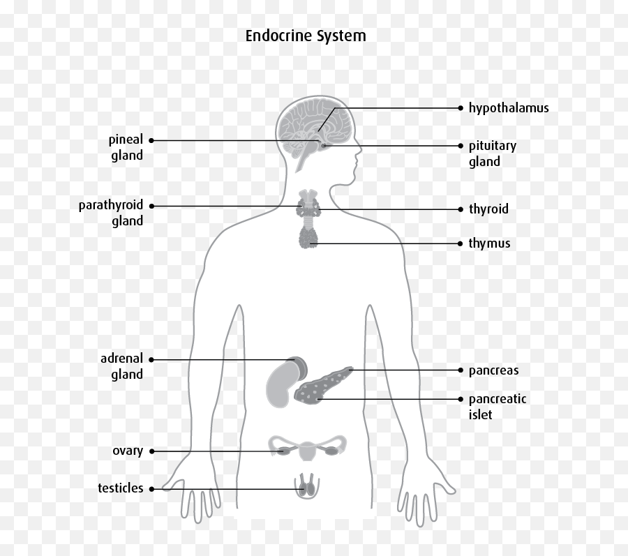 The Endocrine System And Hormones - Canadian Cancer Society Sketch Emoji,Chemicals That Cause Emotions