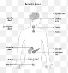 The Endocrine System And Hormones - Canadian Cancer Society Sketch Emoji,Chemicals That Cause Emotions