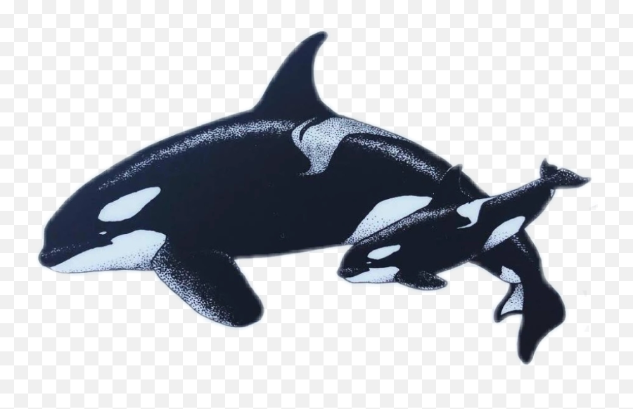 Orca Orcas Killerwhale Sticker - Orcas Png Emoji,Orca Emoji