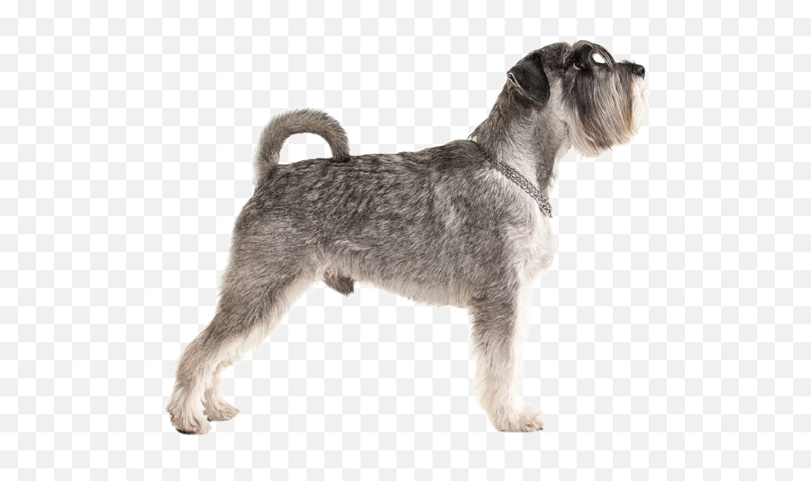 Miniature Schnauzer Png Download Emoji,Schnauzer Emoji