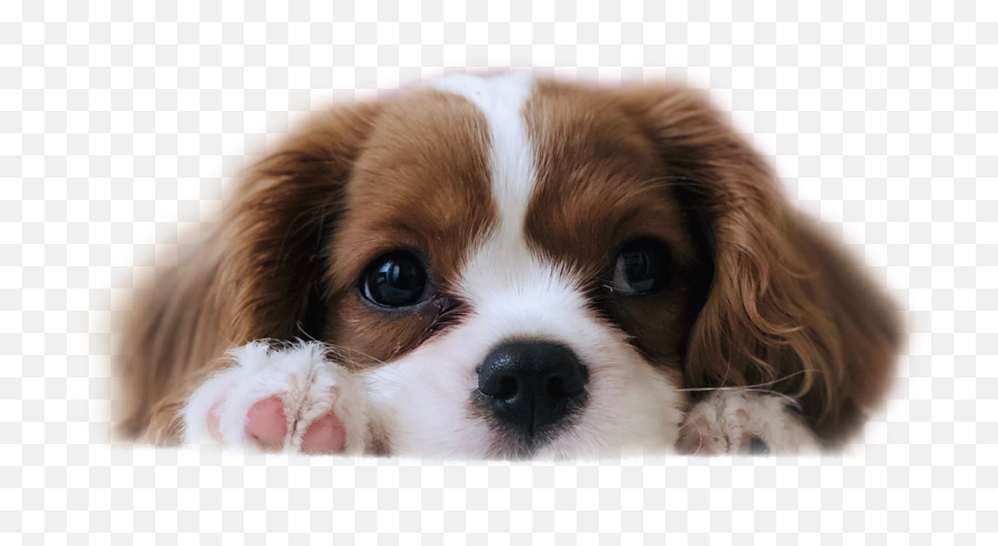 Sticker - Cute Puppies For Sale Emoji,Cavalier King Charles Spaniel Sticker Emoji