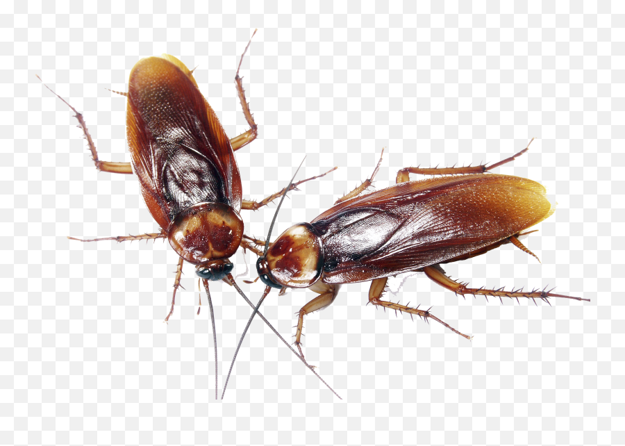 American Cockroach Transparent Image Emoji,Cockaroch Emoji