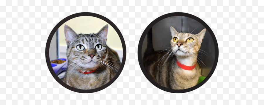 Meet Our Fosters U2013 Meowingtons - Cat Collar Emoji,Black Cat Emoji