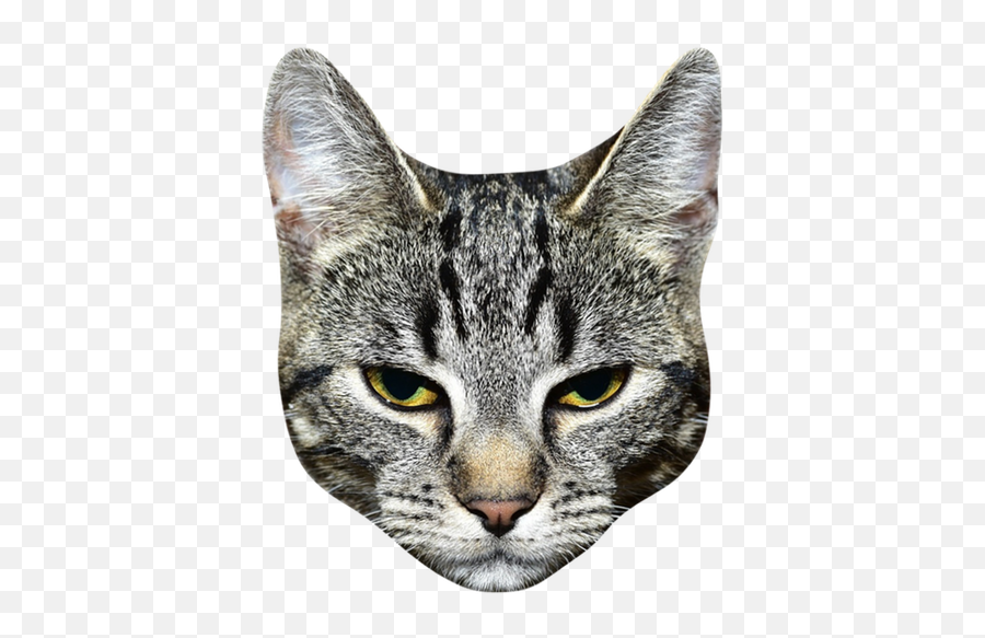 Cat Stickers For Messages - Transparent Background Cat Head Png Transparent Emoji,Grey Tabby Emojis