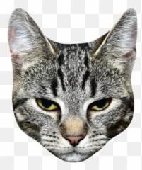 Cat Stickers For Messages - Transparent Background Cat Head Png Transparent Emoji,Grey Tabby Emojis