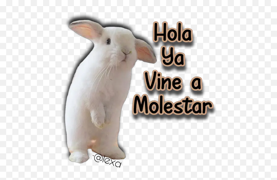 Sticker Maker - Animalitos Domestic Rabbit Emoji,Frases De Amor Con Emojis