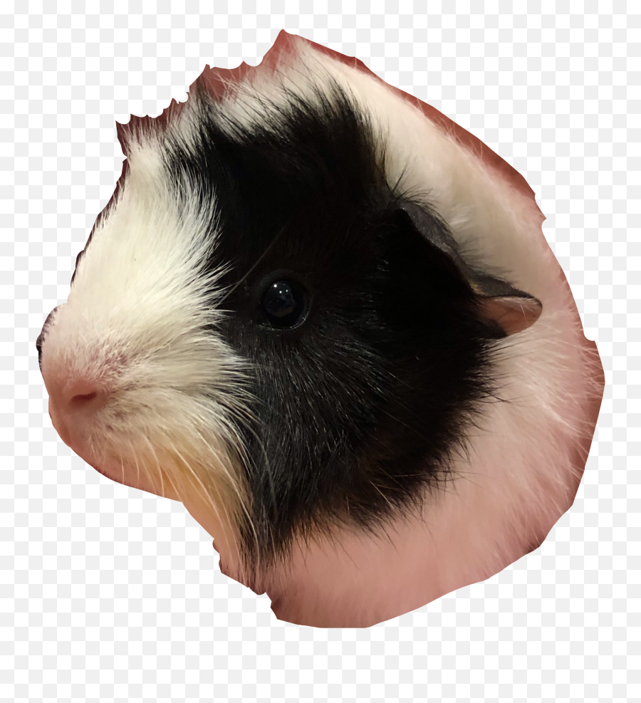 Popular And Trending Rhis Stickers On Picsart Emoji,Guinea Pig Emoticons