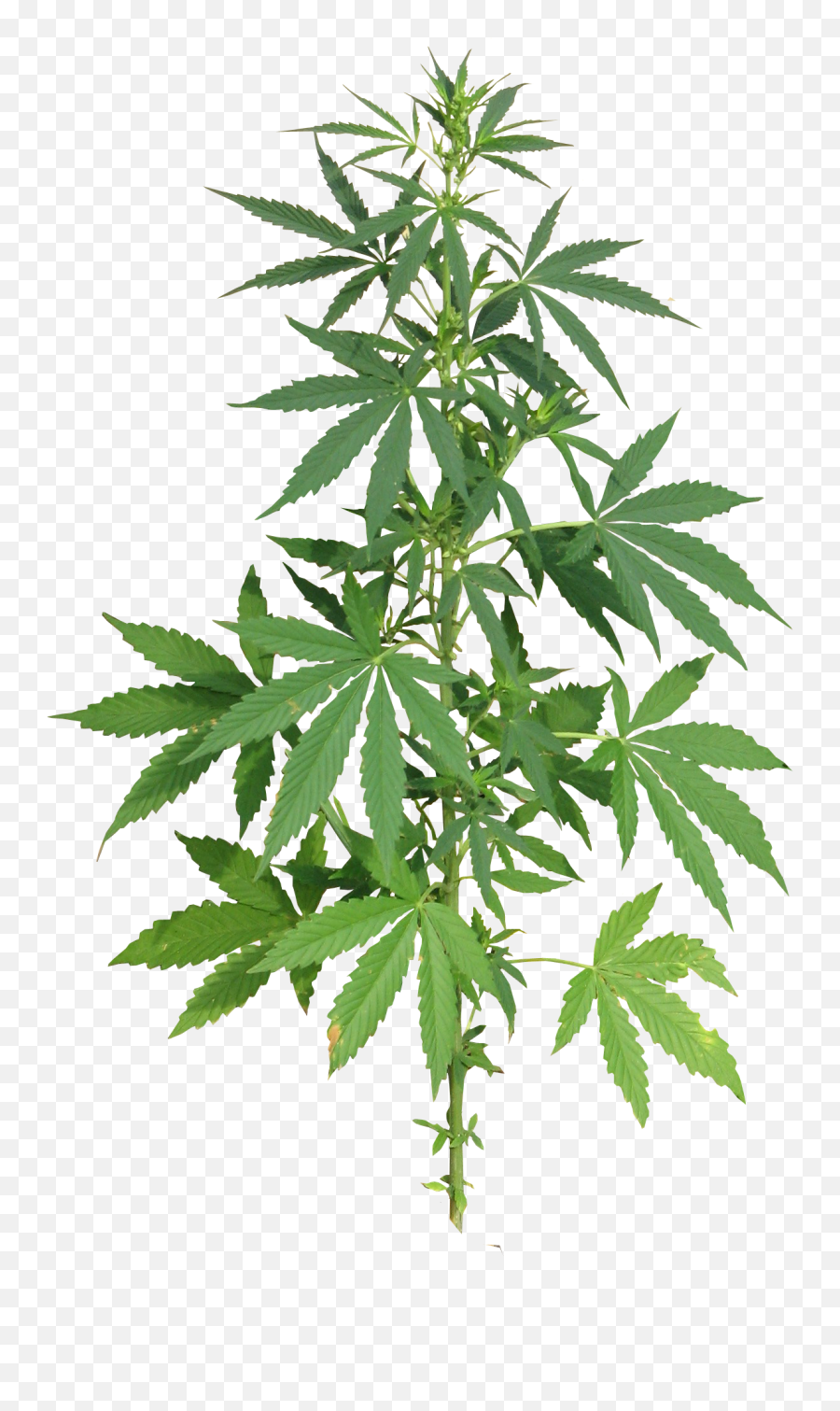 Cannabis Pot Leaf Png - Cannabis Plant Png Emoji,Pot Leaf Emoji
