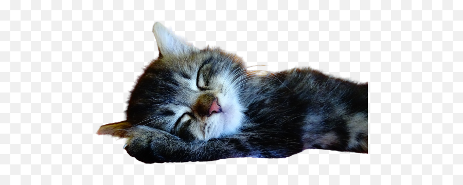 Uyuni Png Images Download Uyuni Png Transparent Image With Emoji,Cat Laying Down Emoji