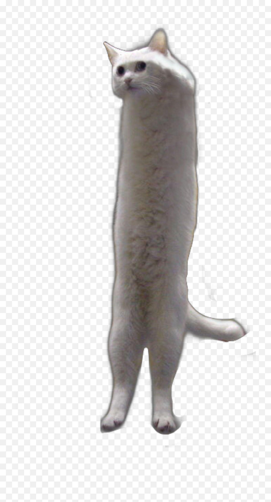 Cat Longcat Memes Meme Long Sticker By The Poopshitter - Long Cat Meme Png Emoji,Cat Emoji Meme