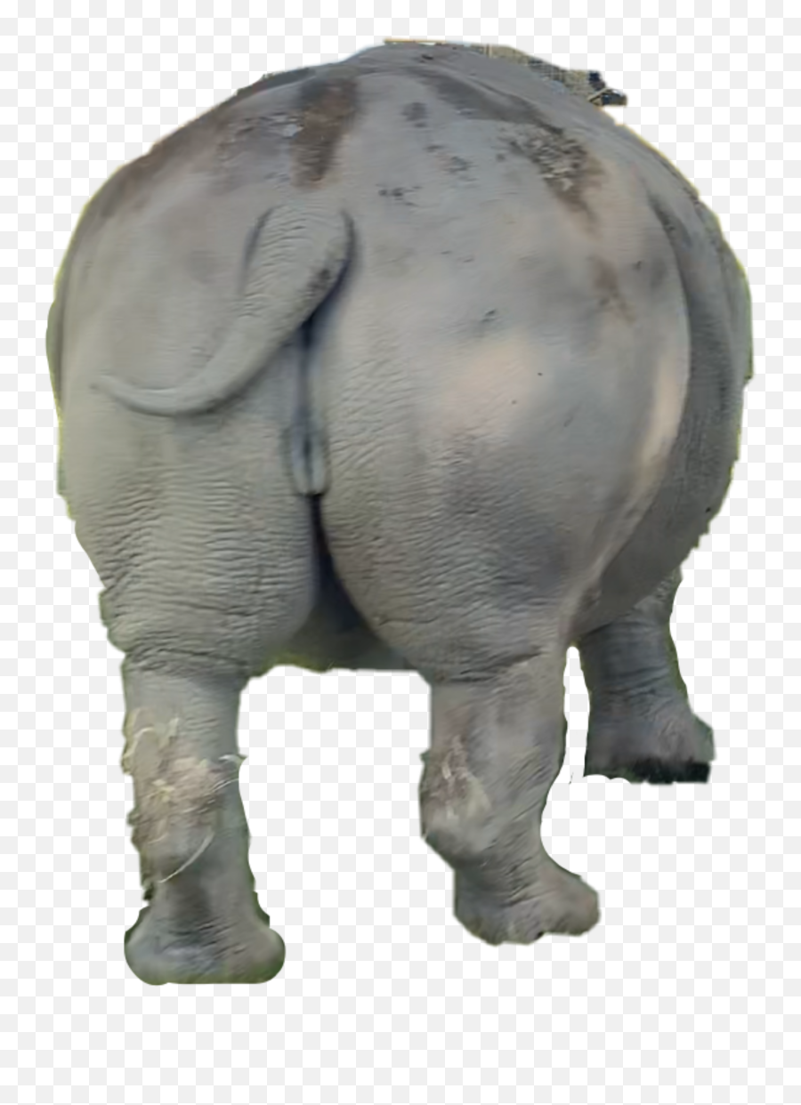 Rhino Whiterhino Sticker Emoji,Butt Hole Emoji