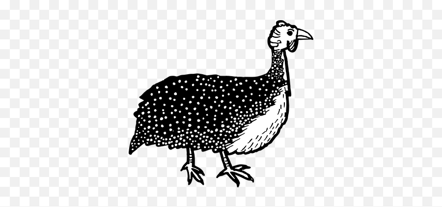 Guinea Fowl Png Image Free - Guinea Fowl Clipart Black And White Emoji,