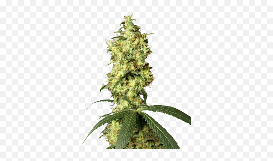 Auto Flowering Cannabis Seeds - Hindu Kush Skunk Autoflower Emoji,Extra Emotion Fermental Time
