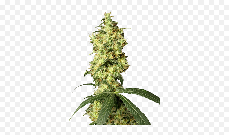 Auto Flowering Cannabis Seeds - Hindu Kush Skunk Autoflower Emoji,Extra Emotion Fermental Time Auto Flowering Cannabis Seeds - Hindu Kush Skunk Autoflower Emoji,Extra Emotion Fermental Time