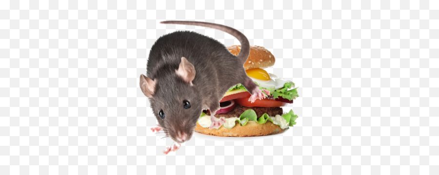Burger Rats By Gias Ahmed - Brown Rat Emoji,Messenger Emoticons Mouse