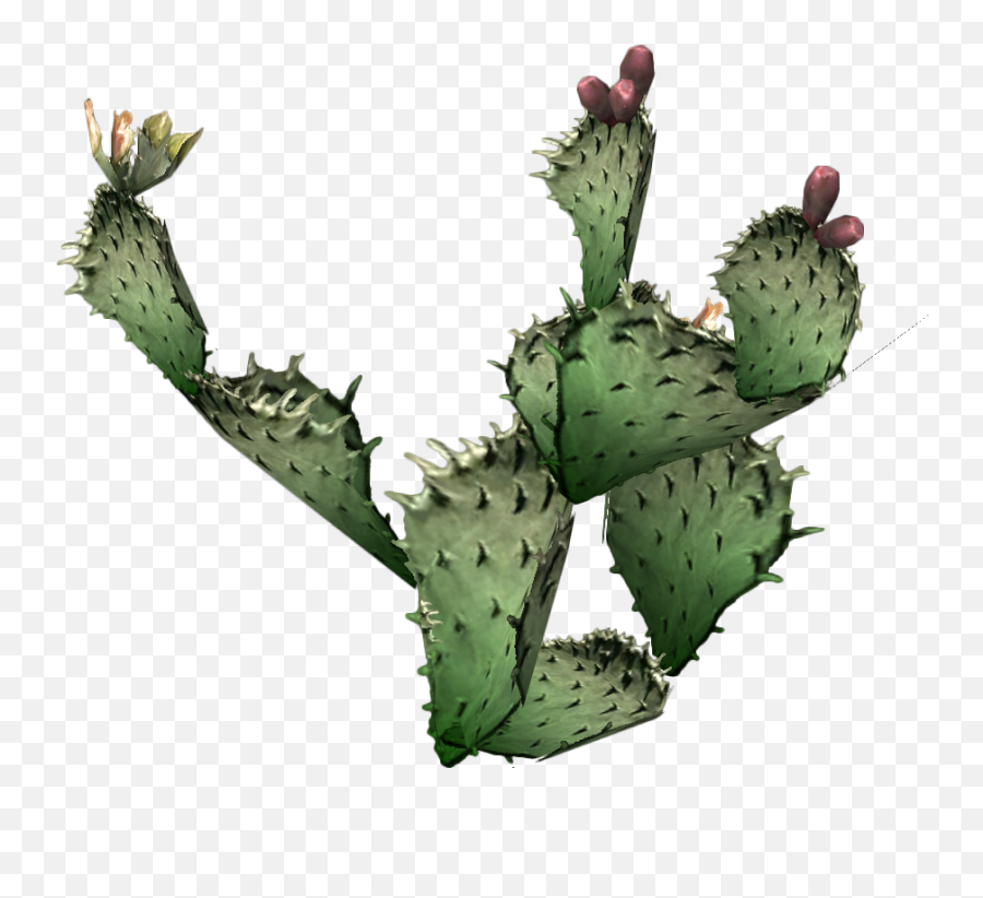 Cactus - Prickly Pear Png Emoji,Prickly Pear Emoticon To Copy And Paste