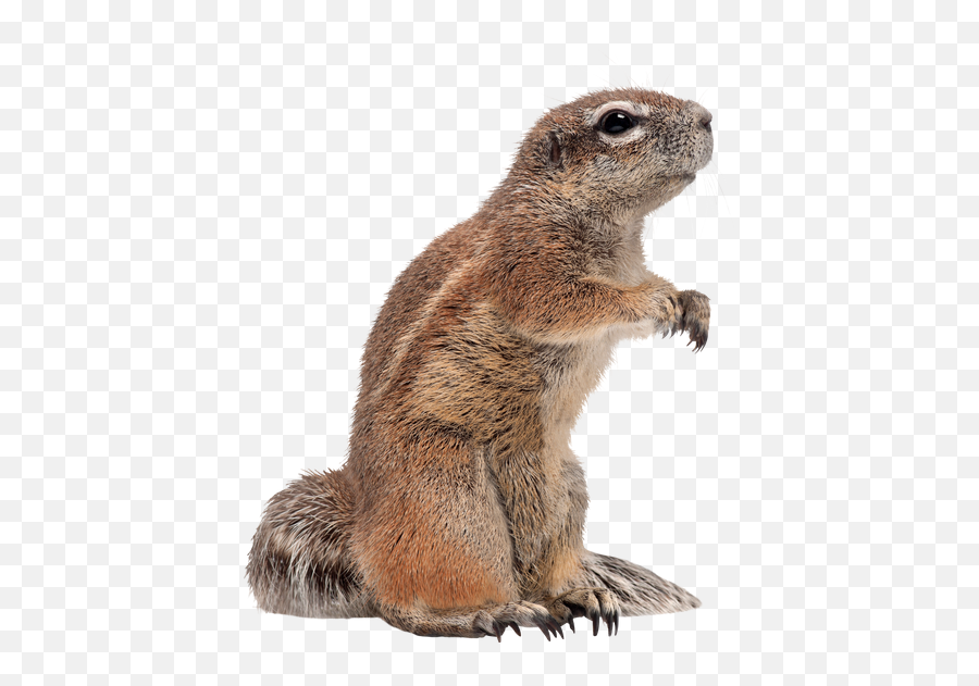 Golden - Mantled Ground Squirrel Grizzly Paper Rodent Emoji,Heabanging Emoticons Html