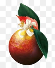Blood Orange U0026 Chocolate - Connoisseur Emoji,Citrus Emoji
