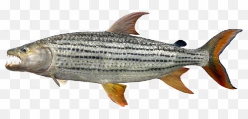 Developer Diaries Congo River Africa - News Fishing Emoji,Emoji For Youtube Comments Fish