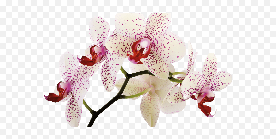 Web Applications And Software Development By Orquidea Emoji,Orchid Emoticon