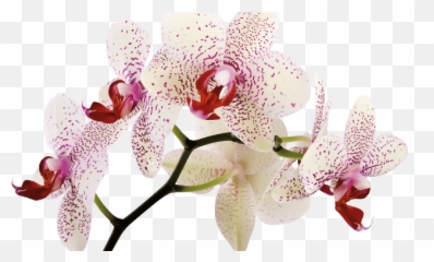 Web Applications And Software Development By Orquidea Emoji,Orchid Emoticon