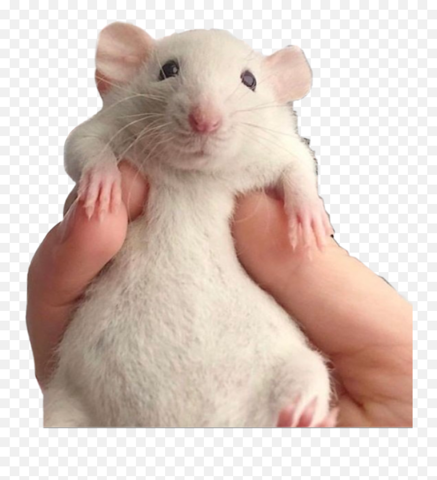 The Most Edited - Soft Emoji,Mouse Bunny Hamster Emoji