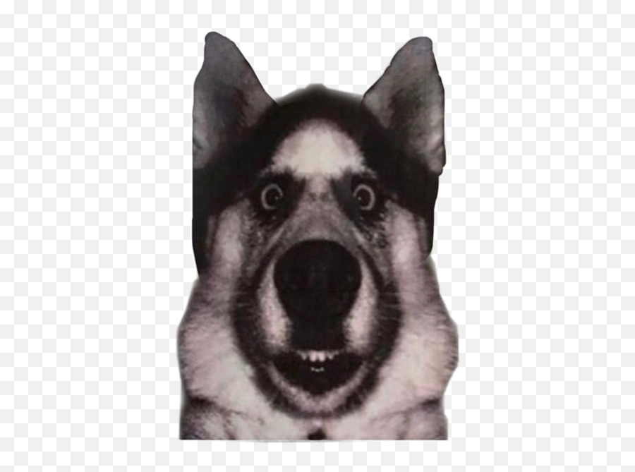 Dog Dawg Doggo Duke Meme Memes Sticker By Koda - Northern Breed Group Emoji,Staring Emoji Meme
