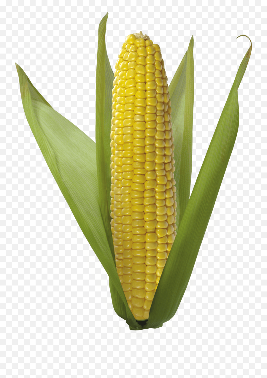 Field Clipart Corn Field Corn - Ear Of Corn Png Emoji,Corn Emoji Png