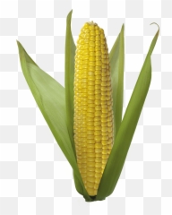 Field Clipart Corn Field Corn - Ear Of Corn Png Emoji,Corn Emoji Png