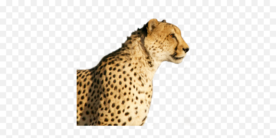 Cheetah Face Transparent - Transparent Cheetah Face Png Emoji,Cheetah Emoji