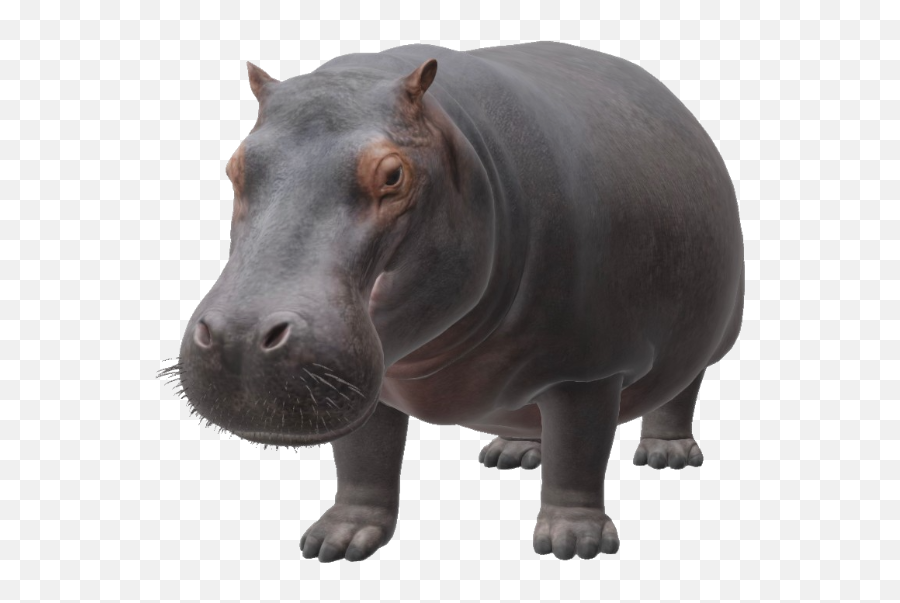 Full - Ar Animals Google Hippo Emoji,D News Animals Have Human Emotions