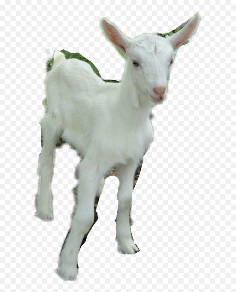 Goat Sticker By Emmalynwatsononly - Saanen Goat Emoji,The Goat Emoji