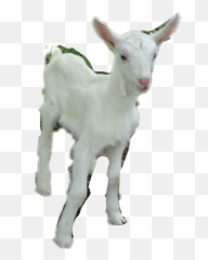Goat Sticker By Emmalynwatsononly - Saanen Goat Emoji,The Goat Emoji