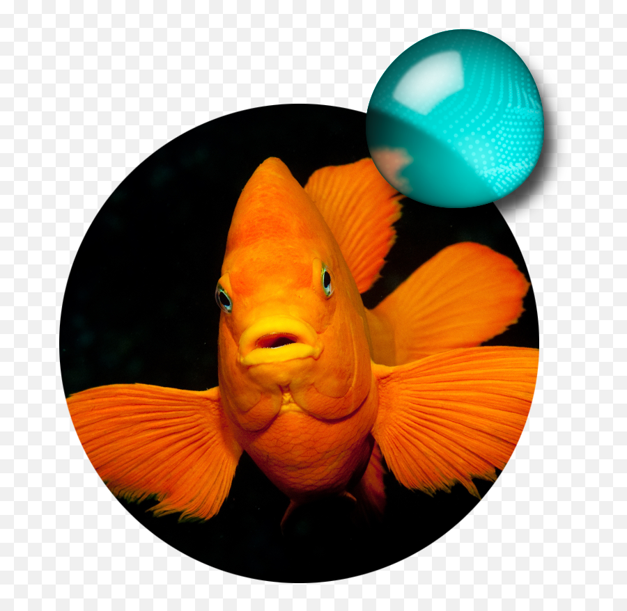 Explore - Goldfish Emoji,Saltwater Emotions